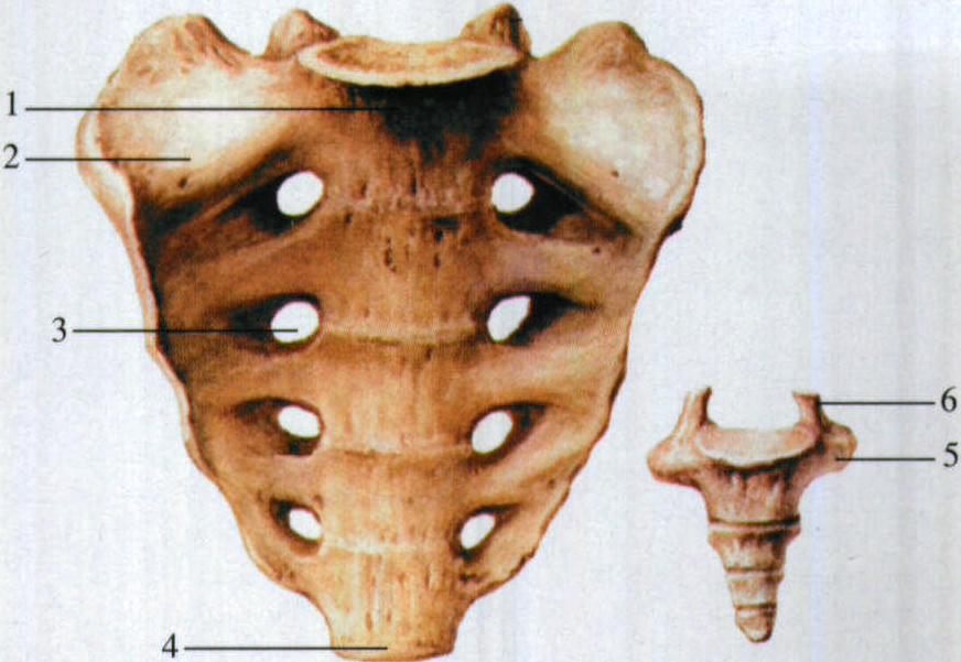 图8 骶骨与尾骨(前面观)
